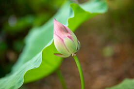 荷花 荷叶 花卉 花朵 花蕾 
