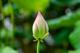 荷花 荷叶 花苞