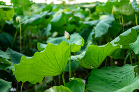 荷花 荷叶