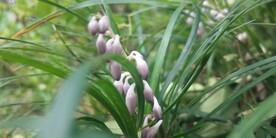 沿阶草开花图片