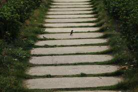 石板路跟鸟