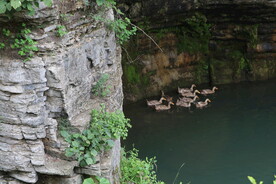 池塘里的野鸭子