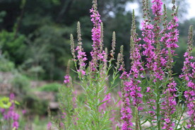 小蜜蜂飞在花丛中