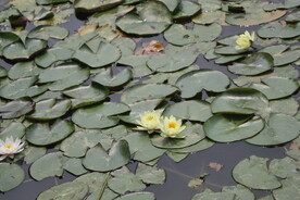 荷花莲花白莲花黄莲花
