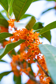 户外十月桂花花朵
