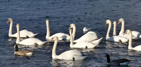 静态拍摄湖面天鹅嬉戏鸳鸯戏水
