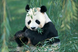 熊猫摄影