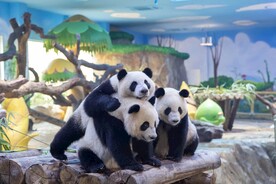 大熊猫