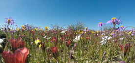 高清视频草原盛开野花草设计素材