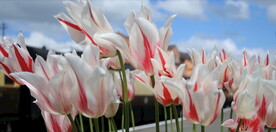 高清视频盛开的郁金香设计素材