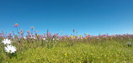 高清视频草原野花草组合设计素材