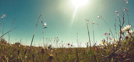 高清视频草原野花草凋谢设计素材