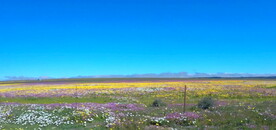 高清视频夏季草原野花草设计素材