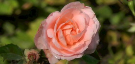 高清视频草原玫瑰月季设计素材