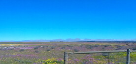 高清视频草原野花草组合设计素材