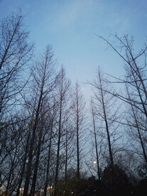 秋天落叶树木蓝天