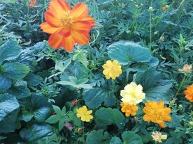 黄秋英大波斯菊花