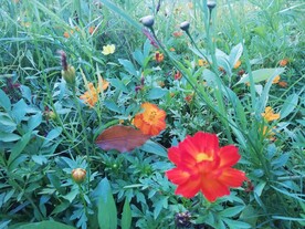 红色秋英大波斯菊