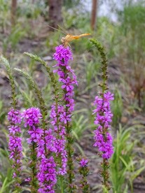 千屈菜水柳蜻蜓