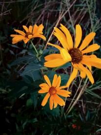 黄秋英大波斯菊