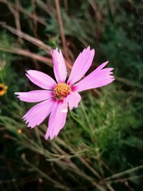 紫色秋英大波斯菊