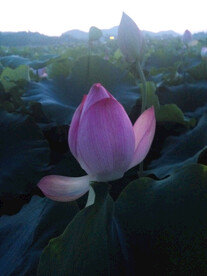 半开的粉色荷花荷塘