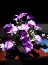 马蹄莲紫色的花