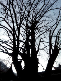 秋天落叶树木树干