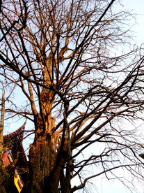 秋天落叶树木树干