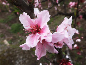 粉色桃花盛开的桃花