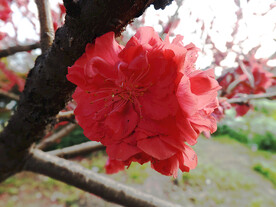 红色桃花盛开的桃花