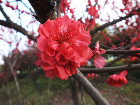 红色桃花盛开的桃花