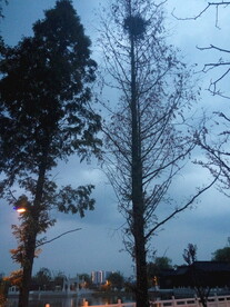 树木剪影大树剪影