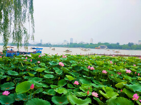 大明湖畔的荷花