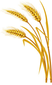 小麦