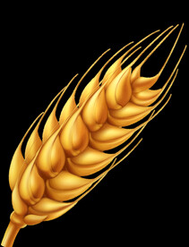 小麦
