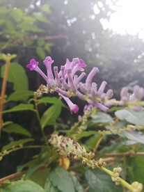 醉鱼草闭鱼草痒见消