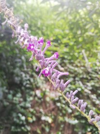 闭鱼草 醉鱼草 鱼尾草 痒见消