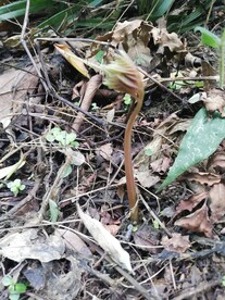 嫩芽 蕨类 发芽 小苗