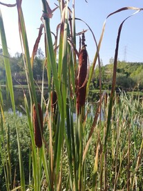 水蜡烛水烛香蒲