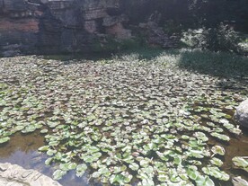 睡莲池莲花池荷花