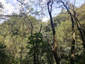 深山老林树木植被