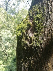 大树嫩叶苔藓