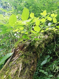 树林 叶子 嫩叶芽 树木