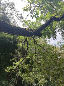 深山老林 树林 树木 叶子 