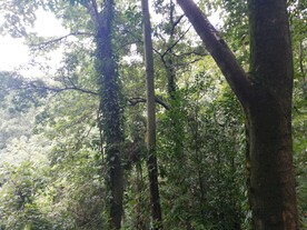 深山老林 树林 树木 叶子 