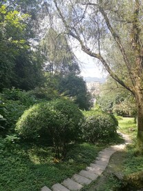 小路 下山 树林 树木 台阶