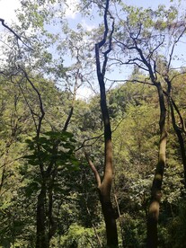 树林 树木 叶子