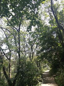 深山老林小路树林