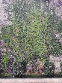 爬山虎藤蔓植物